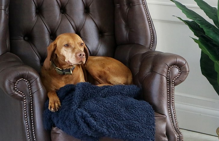 Manchester Leather Wing Chair